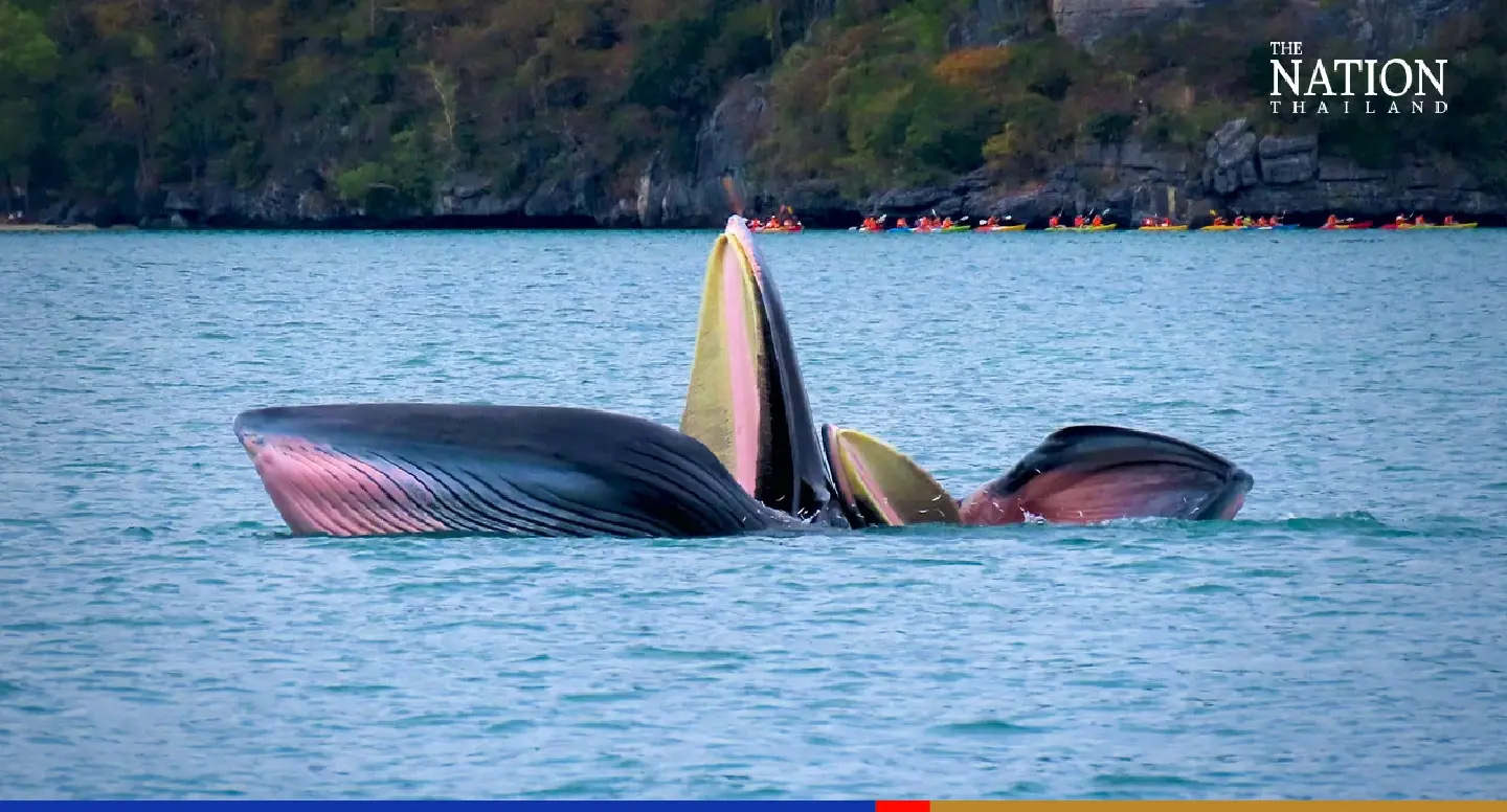 Bryde’s whales are returning to marine park off Surat Thani