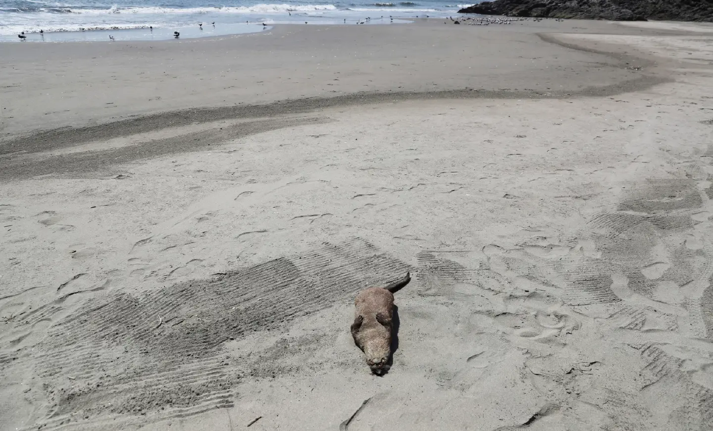 Sea lions, birds found dead at bird flu hit Peruvian coast