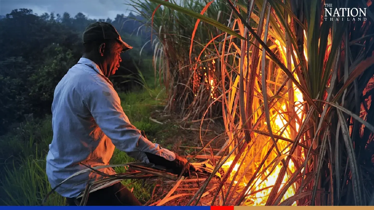 Ministry seeks help to stop illegal sugarcane harvest fires Ministry seeks help to stop illegal sugarcane harvest fires
