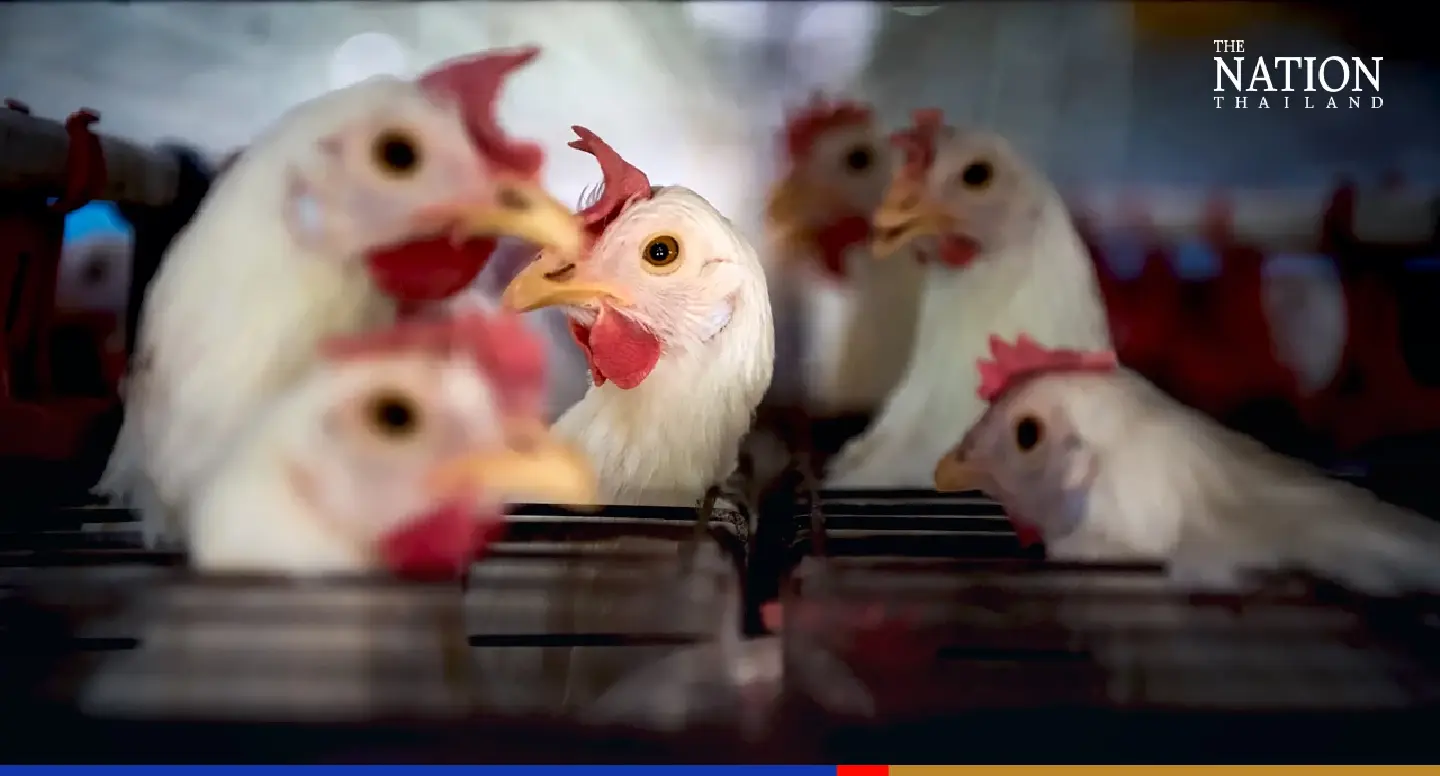 ‘No panic’ – but Thailand on bird flu alert after Cambodia death