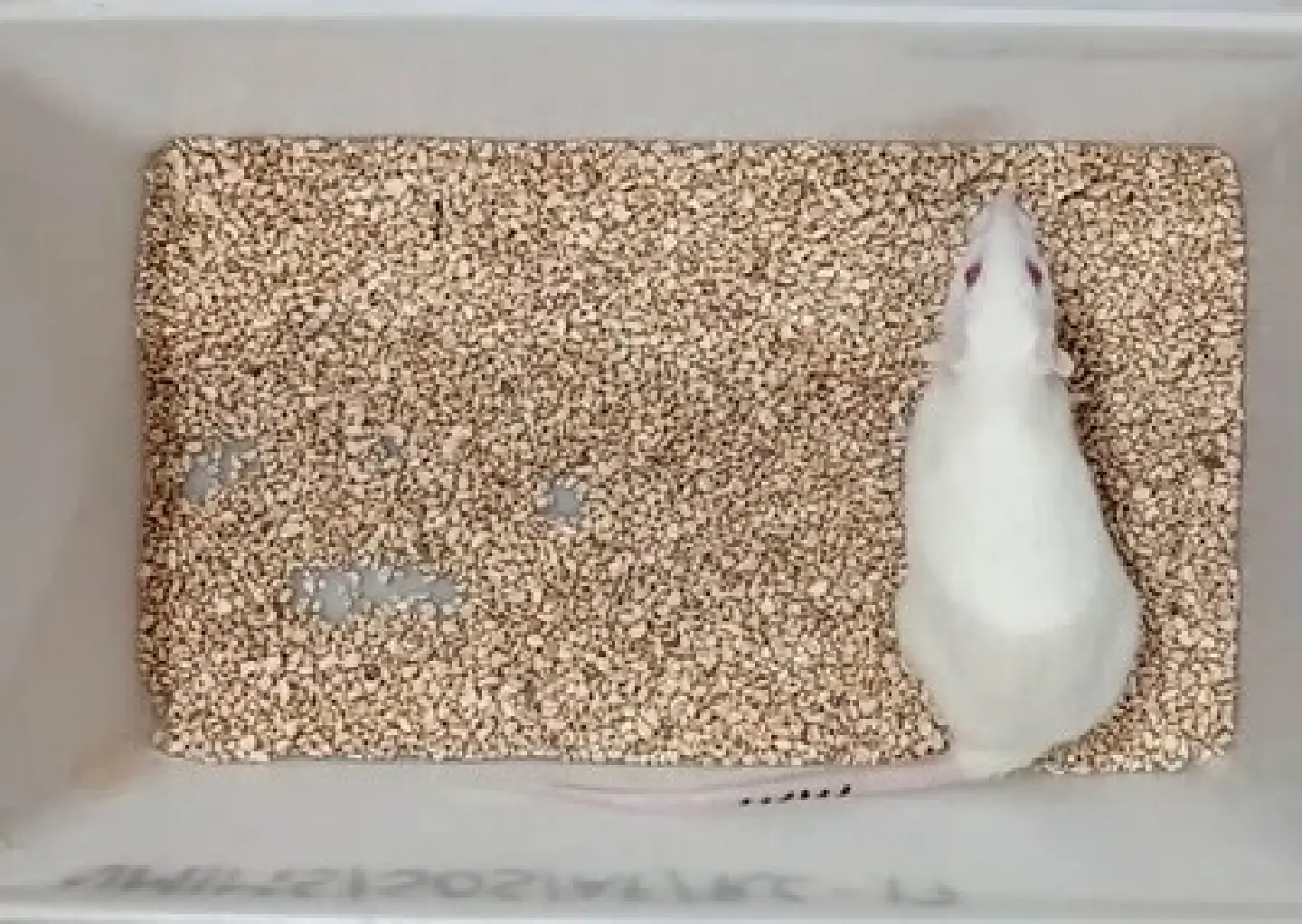 The world's oldest living lab rat points the way to rejuvenation The world's oldest living lab rat points the way to rejuvenation