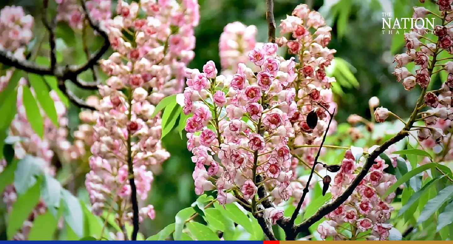 Thailand’s only Chompoo Phu Kha trees burst into bloom in Nan