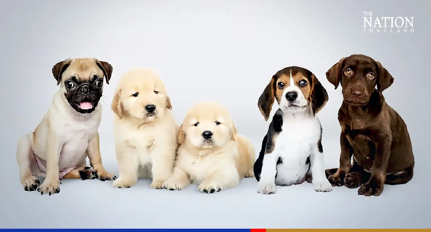 Pets are like marriage, both need long-term commitment: veterinarian Pets are like marriage, both need long-term commitment: veterinarian