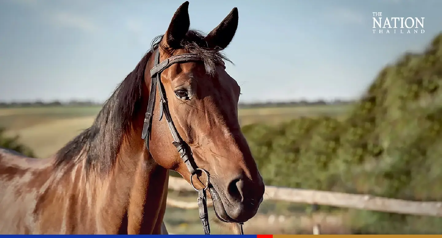 Thailand will be officially free of African Horse Sickness this year: govt Thailand will be officially free of African Horse Sickness this year: govt