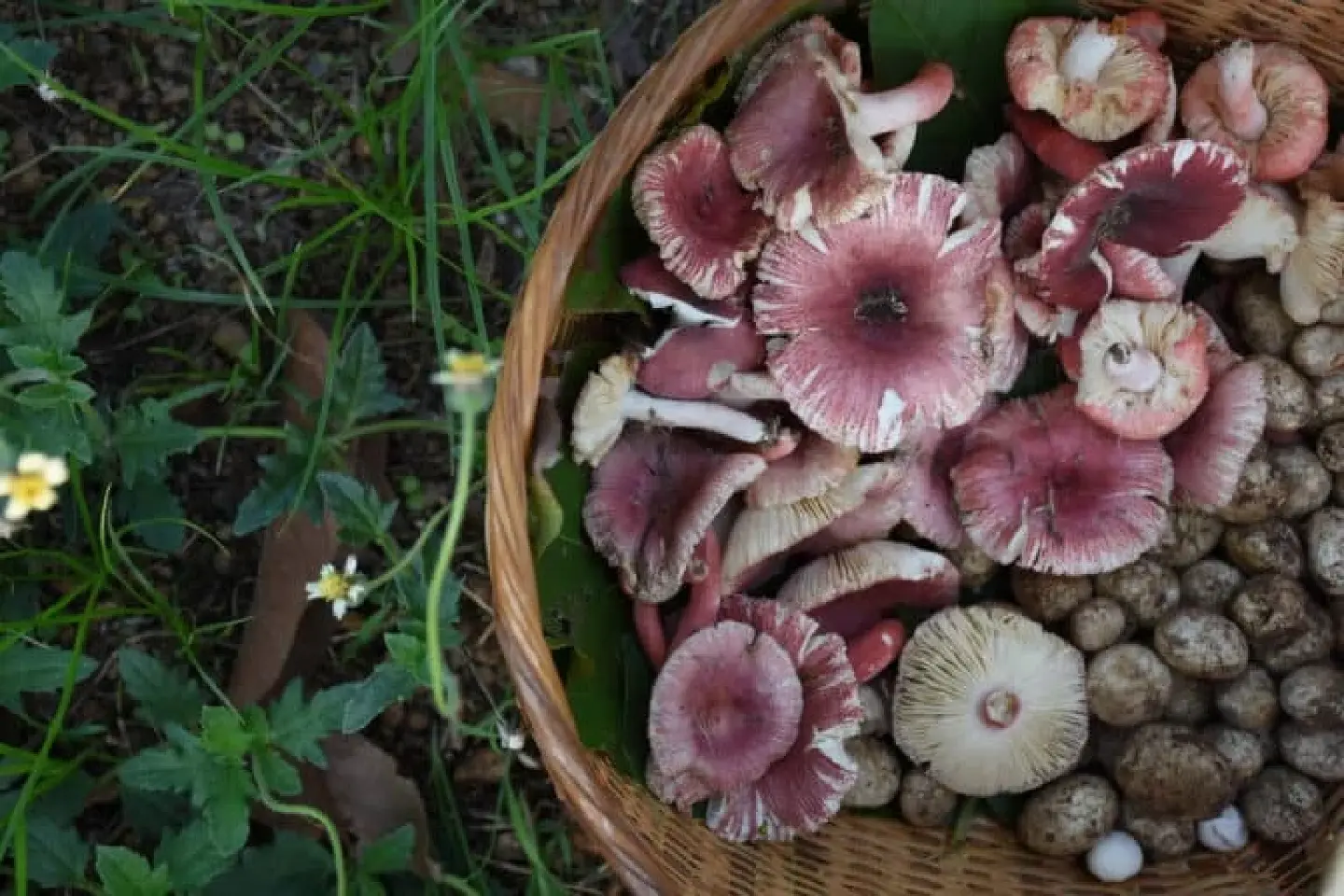 “Plant Trees – Get Mushrooms” Strategy convinces farmers to save forests