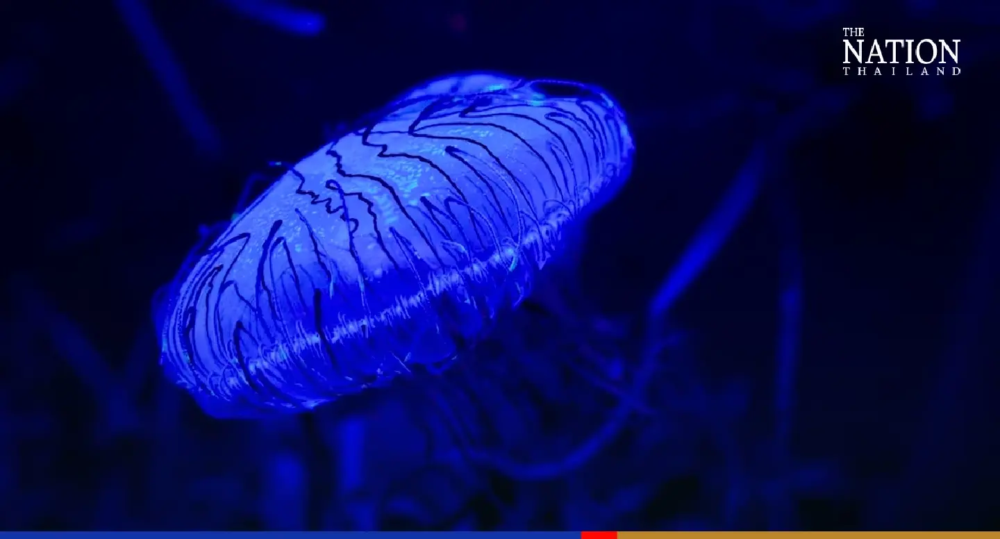 Mind that sting: Phuket tourists warned against jellyfish terror Mind that sting: Phuket tourists warned against jellyfish terror