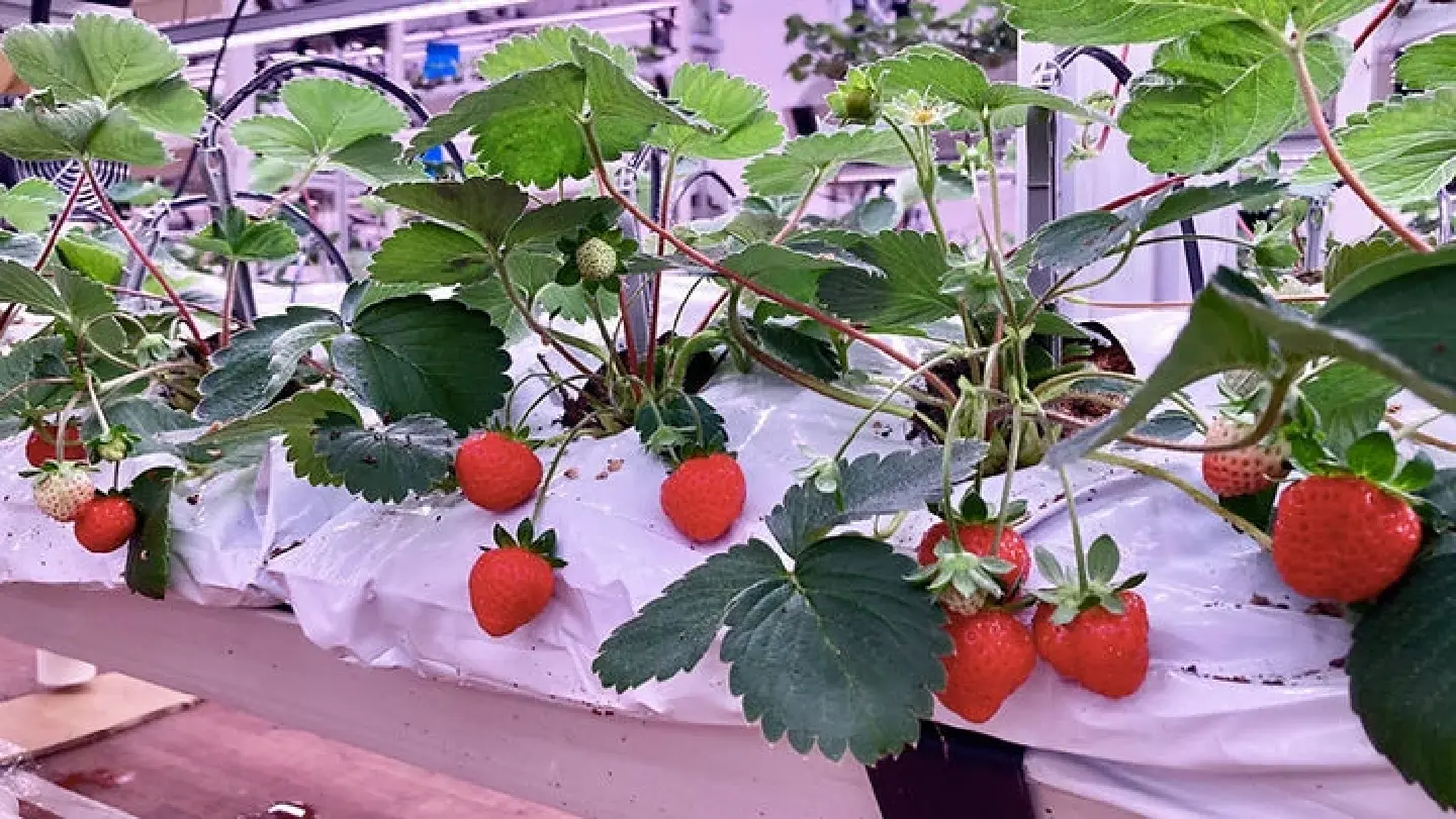 Singapore agri-genomics firm launches world's first climate-resilient strawberry variety