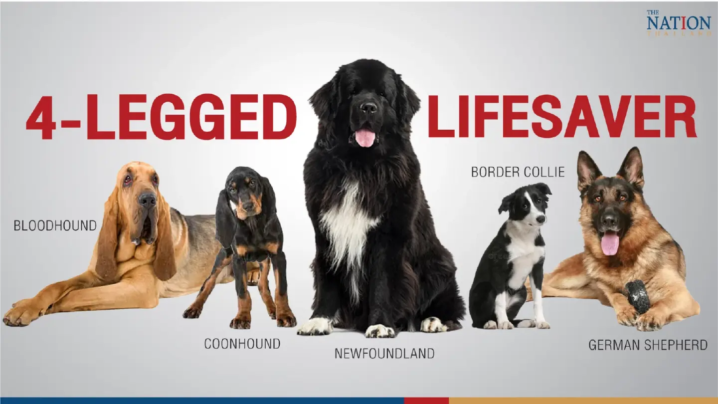 4-legged lifesaver 4-legged lifesaver