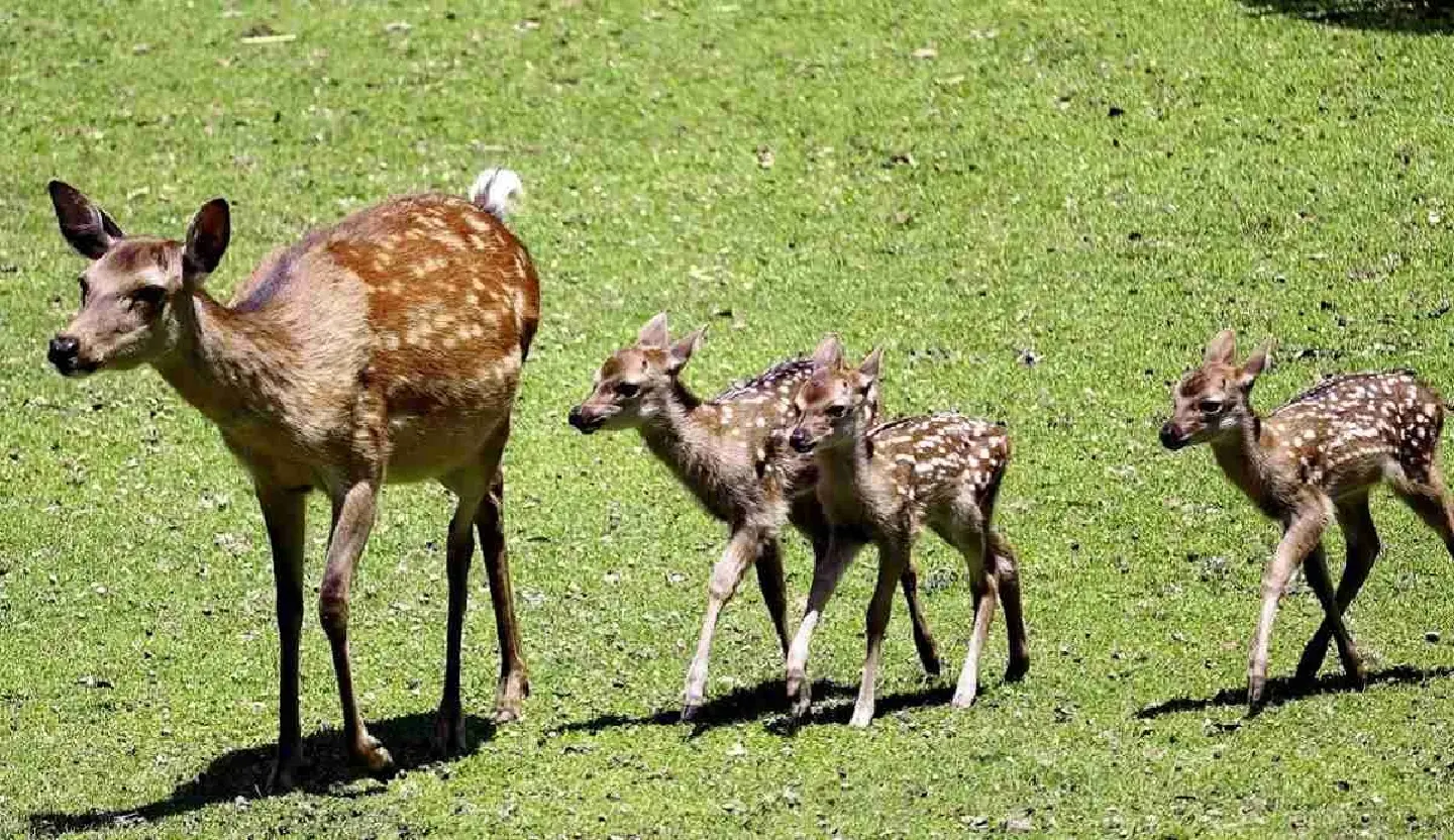 Nara Park Deer Stay Genetically Pure for Over 1,000 Years Nara Park Deer Stay Genetically Pure for Over 1,000 Years