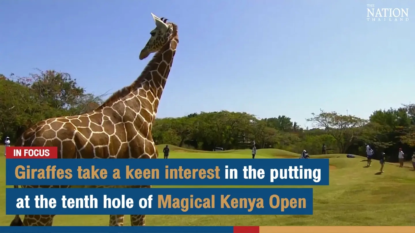 Giraffes take a keen interest in the putting at the tenth hole of Magical Kenya Open
