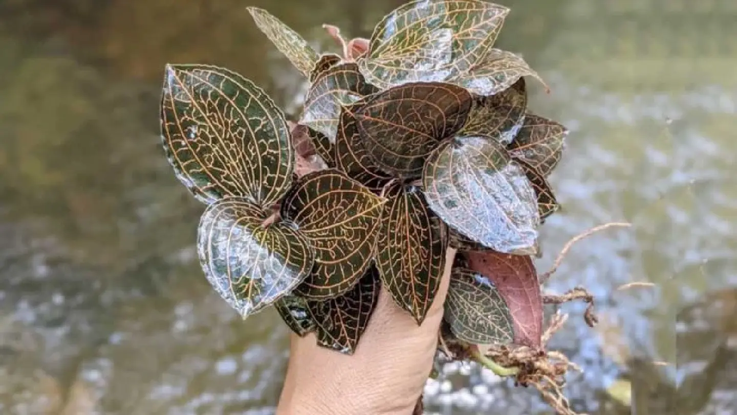 Rare plant in Cambodia fetches high prices from Thai, Chinese