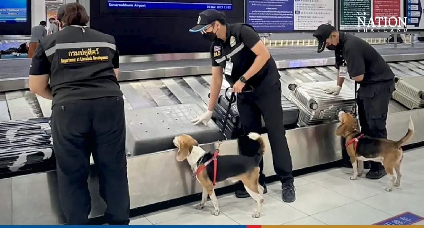 Smoked bat, bacon and duck: Suvarnabhumi sniffer dogs kept busy by Chinese luggage