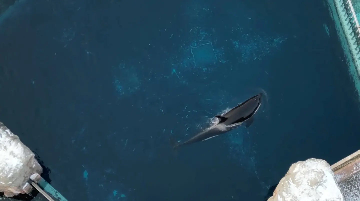 Kiska, Canada's last captive killer whale, dies Kiska, Canada's last captive killer whale, dies