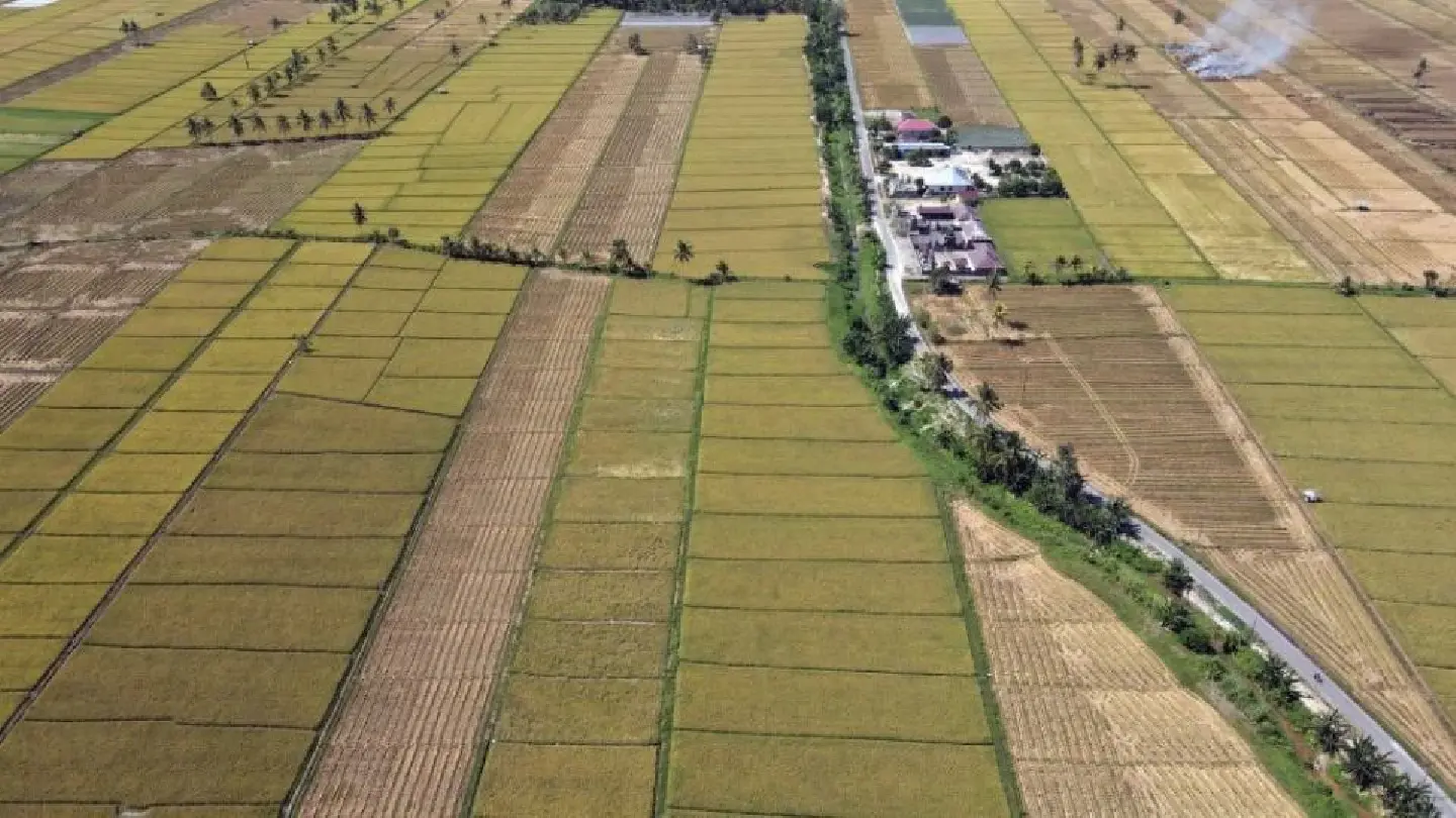 Two million tonne rice import plan puts Indonesian government on tightrope