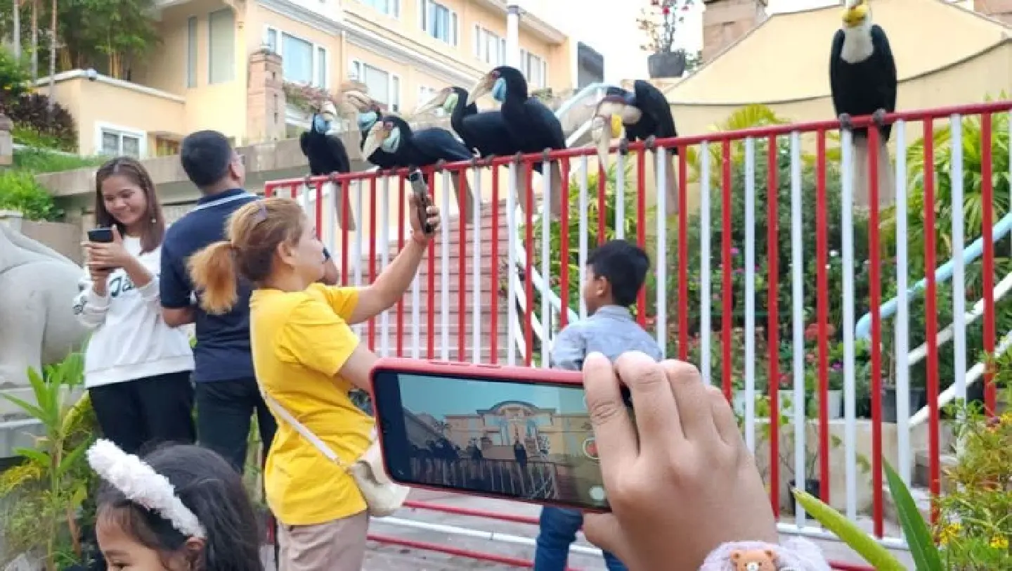 Cambodia's Wat Phnom hornbills attract tourists, locals Cambodia's Wat Phnom hornbills attract tourists, locals