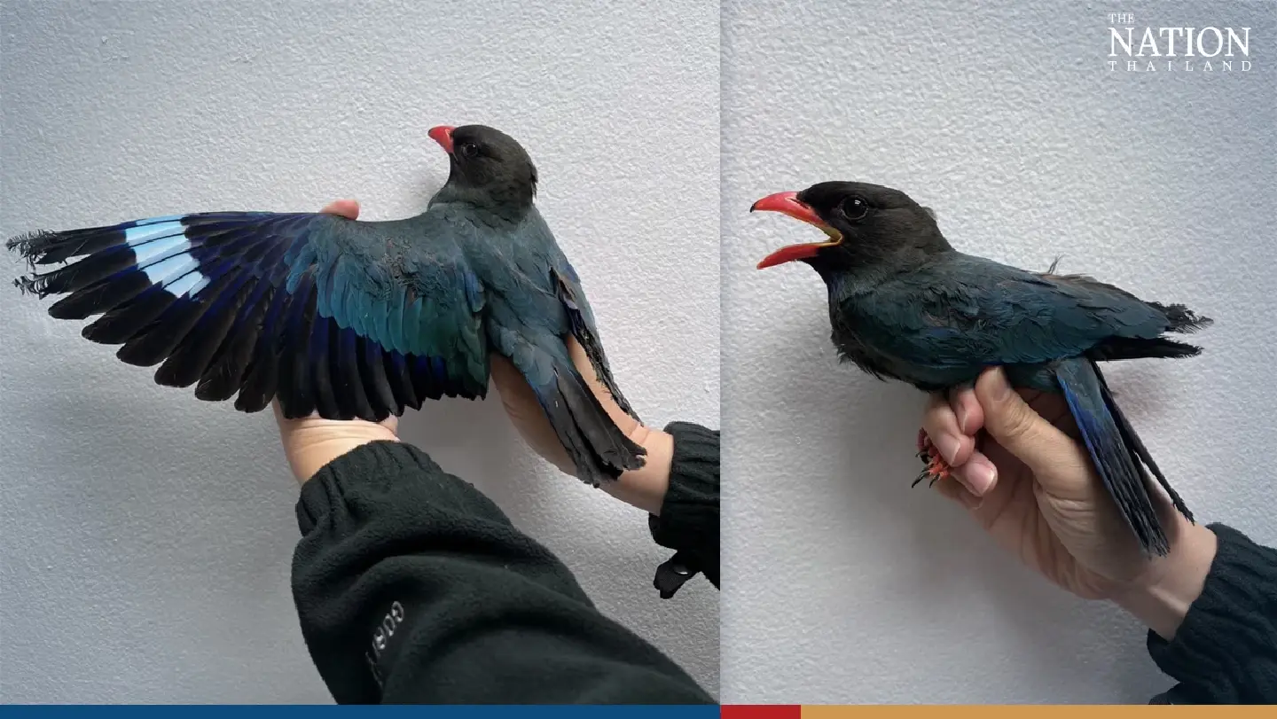 Foul air: Vet warns Bangkok smog can be fatal for birds Foul air: Vet warns Bangkok smog can be fatal for birds