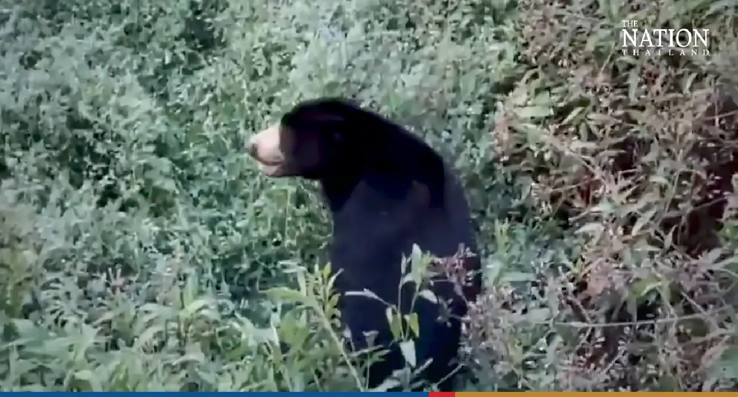 Wild thirst: Sun bear wanders into neighbourhood in search of a drink Wild thirst: Sun bear wanders into neighbourhood in search of a drink