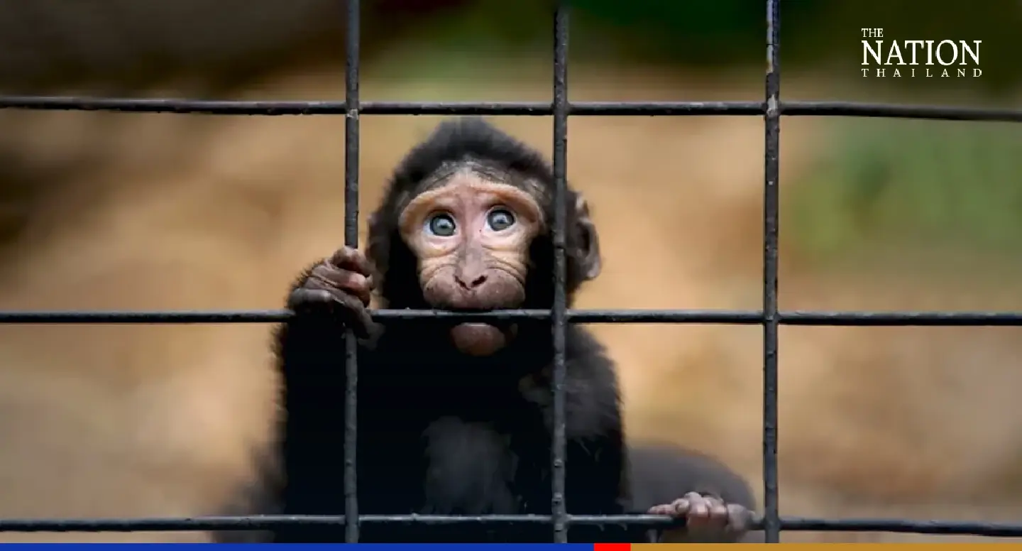 Thailand’s missing macaques: Chinese medicine or US labs to blame? Thailand’s missing macaques: Chinese medicine or US labs to blame?