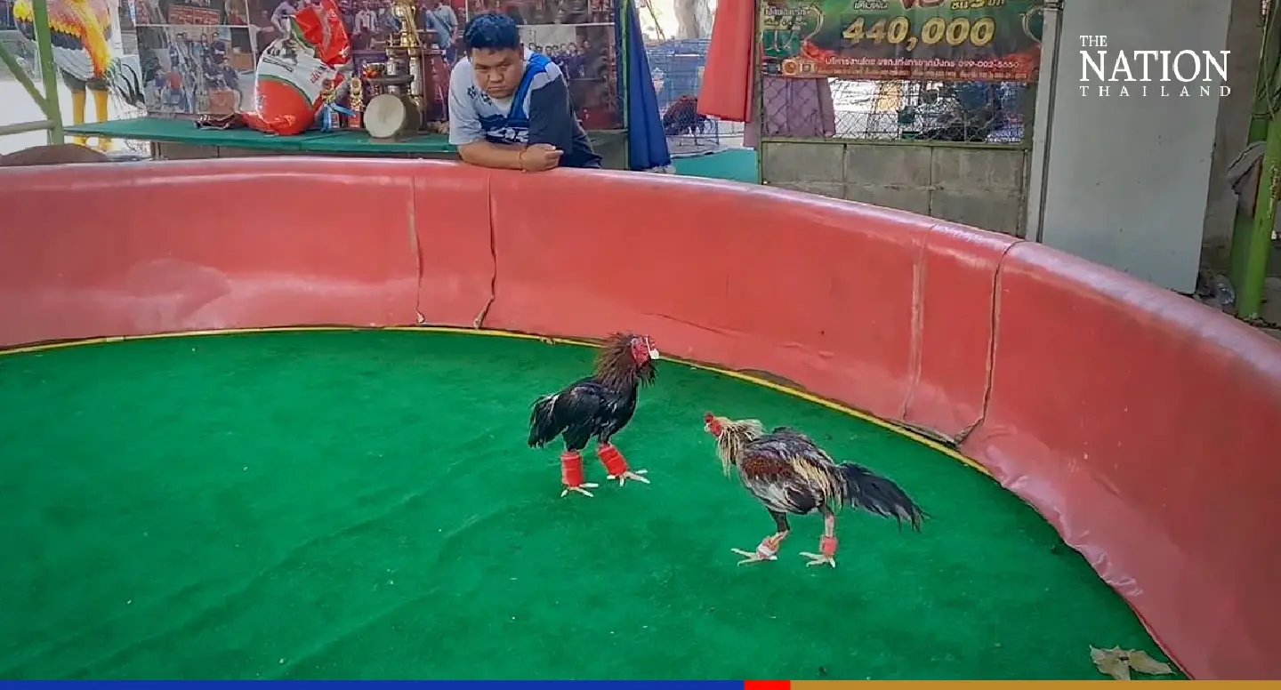 Govt urged to promote cockfighting to woo tourists
