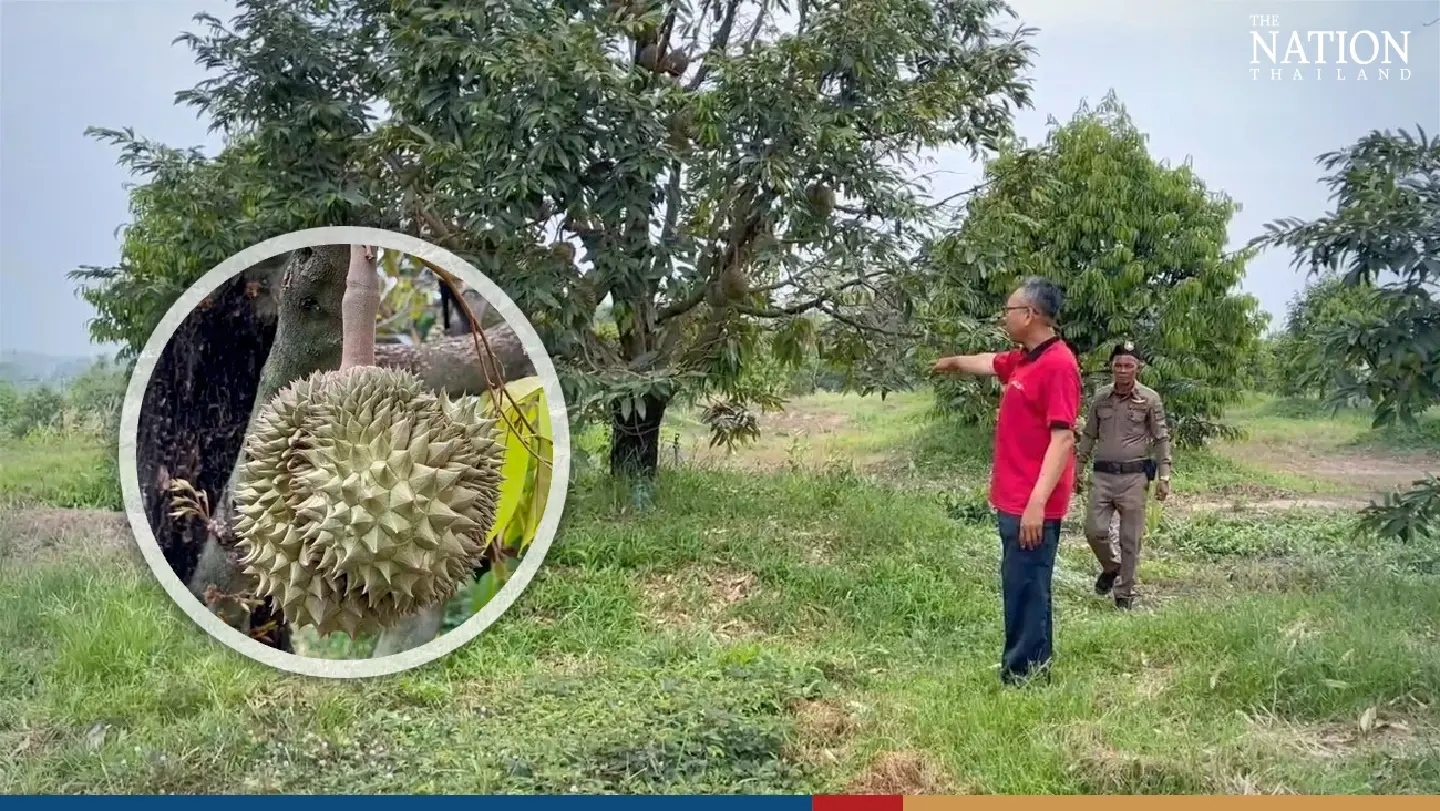 Trat police launch durian-guarding service after 1-million-baht fruit heist