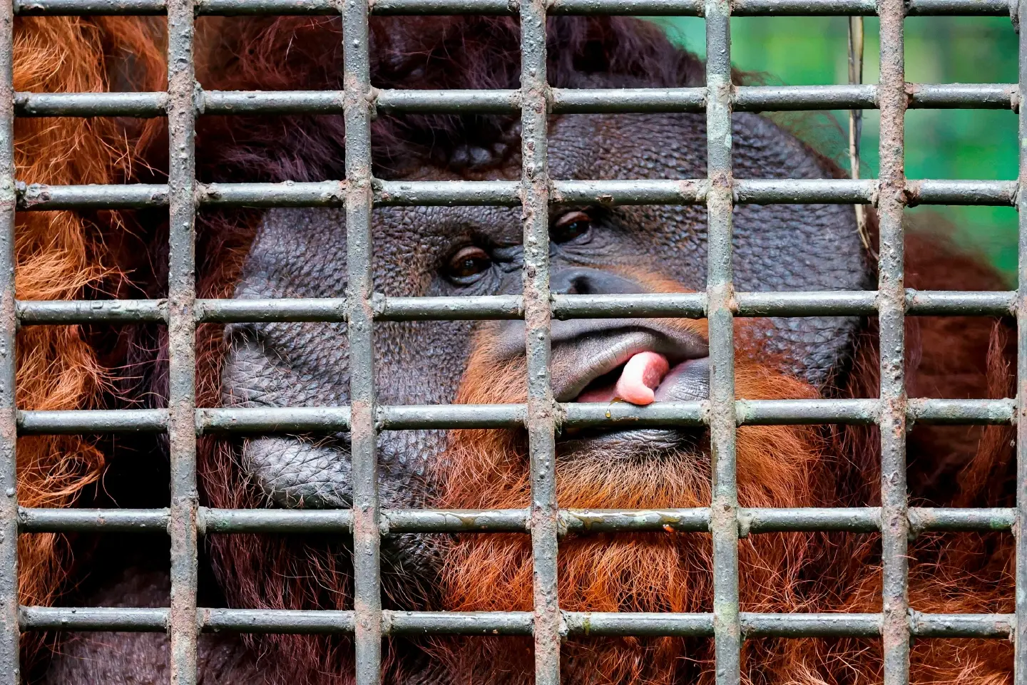 Activists want Indonesia's new capital to prioritise orangutans, dolphins