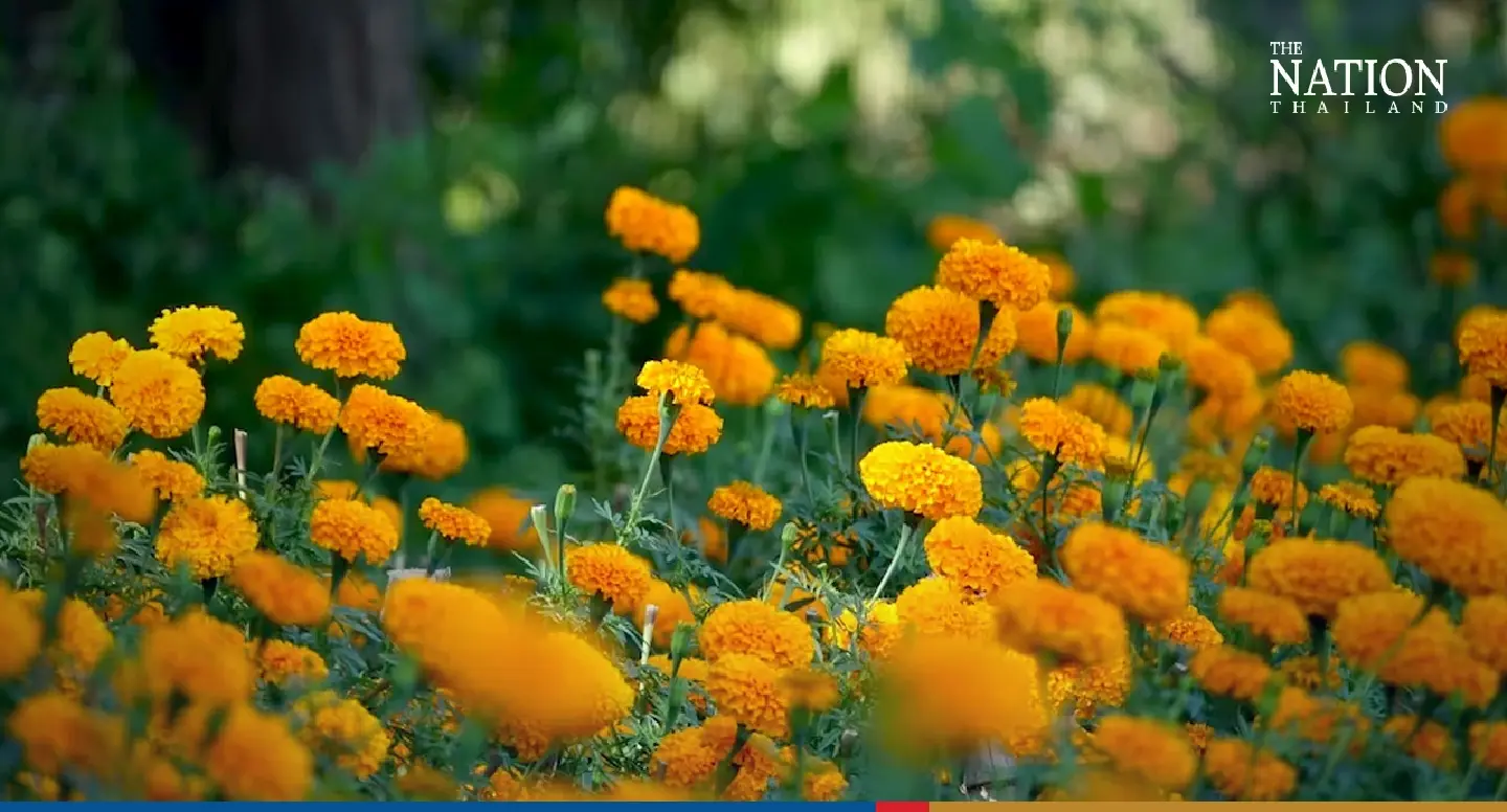 Farmers get income boost as demand for marigolds surge in election season