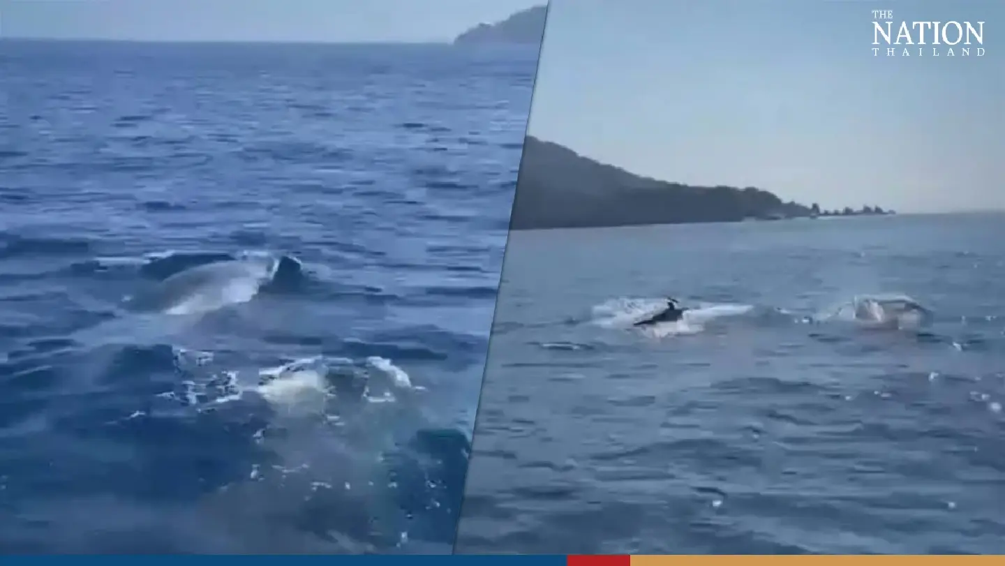 Sea giants surface in front of surprised tourists in Phang Nga