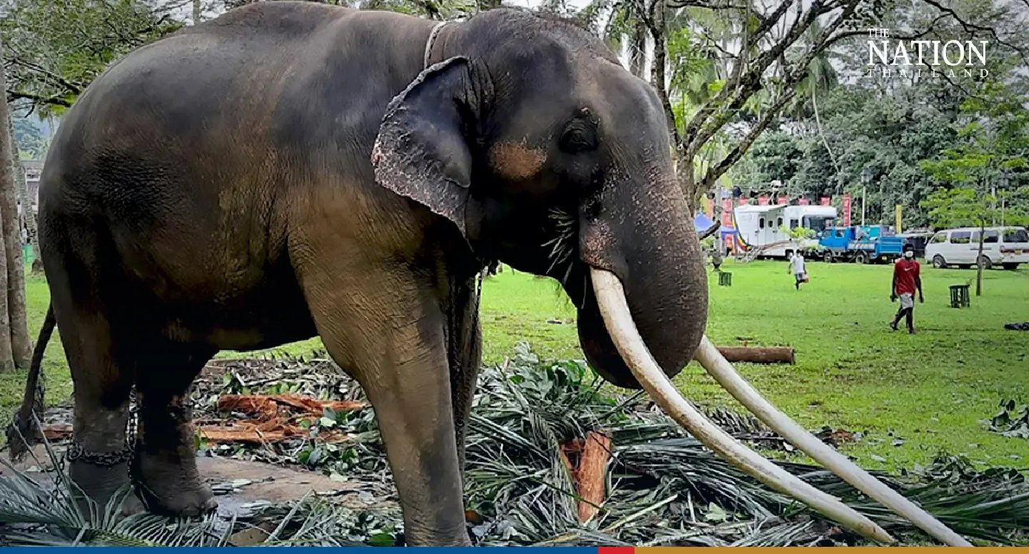 Prayut tells Varawut to speed up ‘rescue’ of abused Thai elephant in Sri Lanka Prayut tells Varawut to speed up ‘rescue’ of abused Thai elephant in Sri Lanka