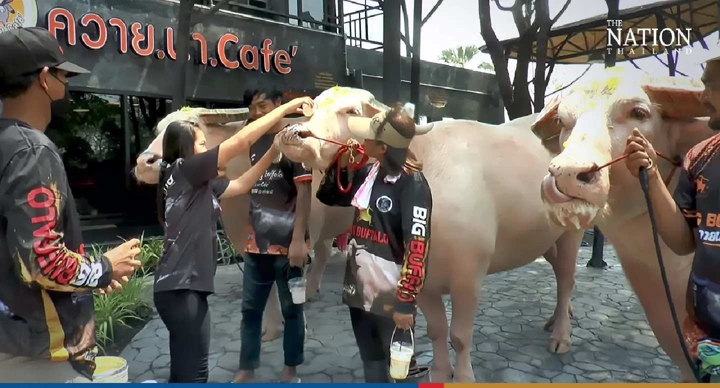 Buffalos take centre stage at Songkran ceremony in Uthai Thani Buffalos take centre stage at Songkran ceremony in Uthai Thani