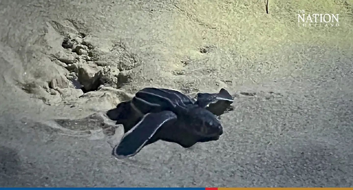 48 sea turtle hatchlings leave their nest and return to the sea