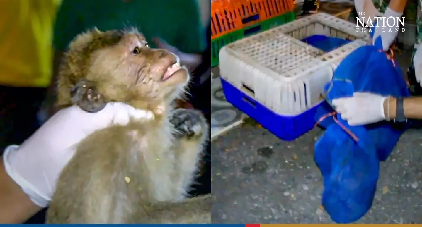 Thai police foil attempt to smuggle 44 macaques stuffed in boxes, 3 die of suffocation Thai police foil attempt to smuggle 44 macaques stuffed in boxes, 3 die of suffocation