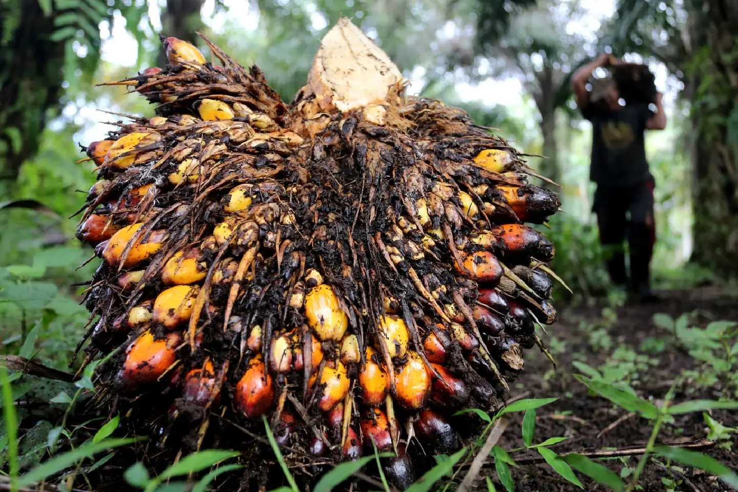 EU Parliament approves law banning imports of deforestation-linked goods