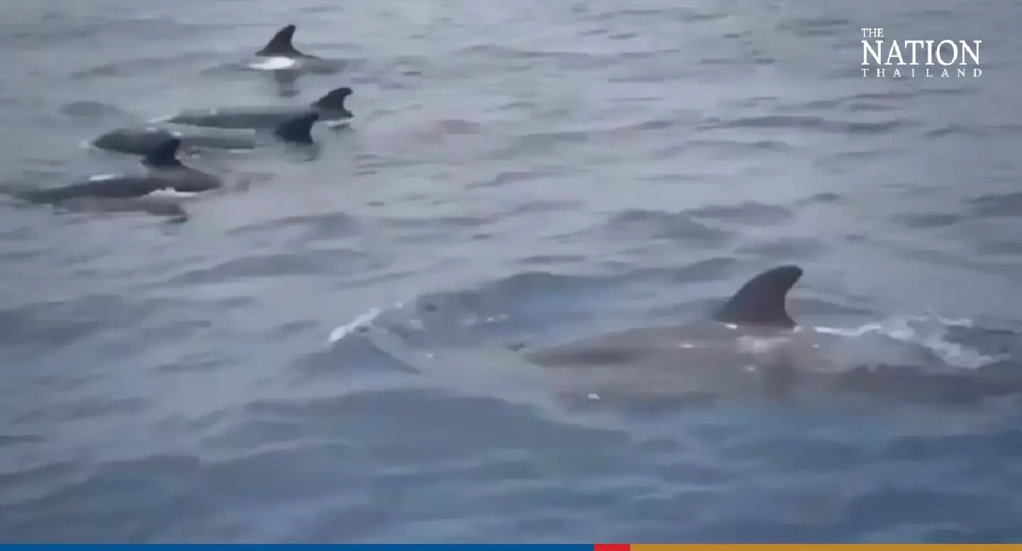 School of frolicking killer whales delight Koh Similan tourists