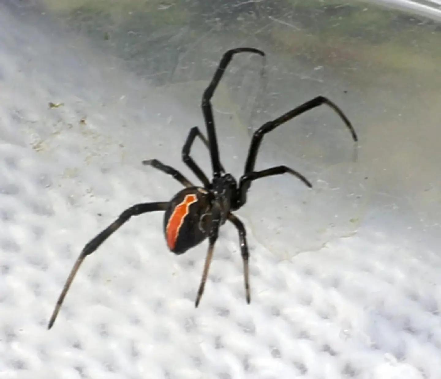 Venomous Spider found in all but two of Japan’s prefectures