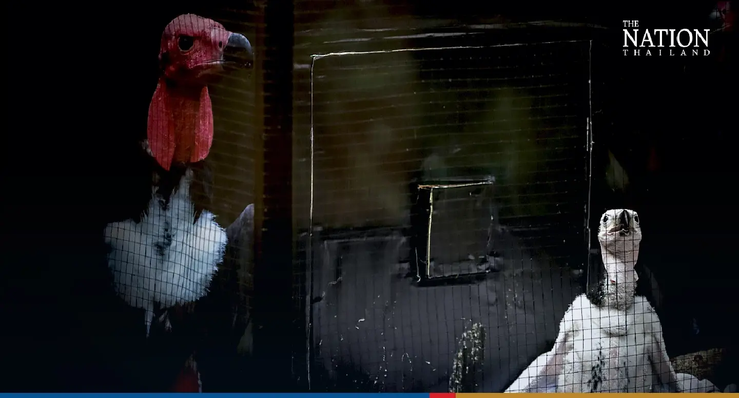 Thai zoo helps endangered red-headed vulture population take off