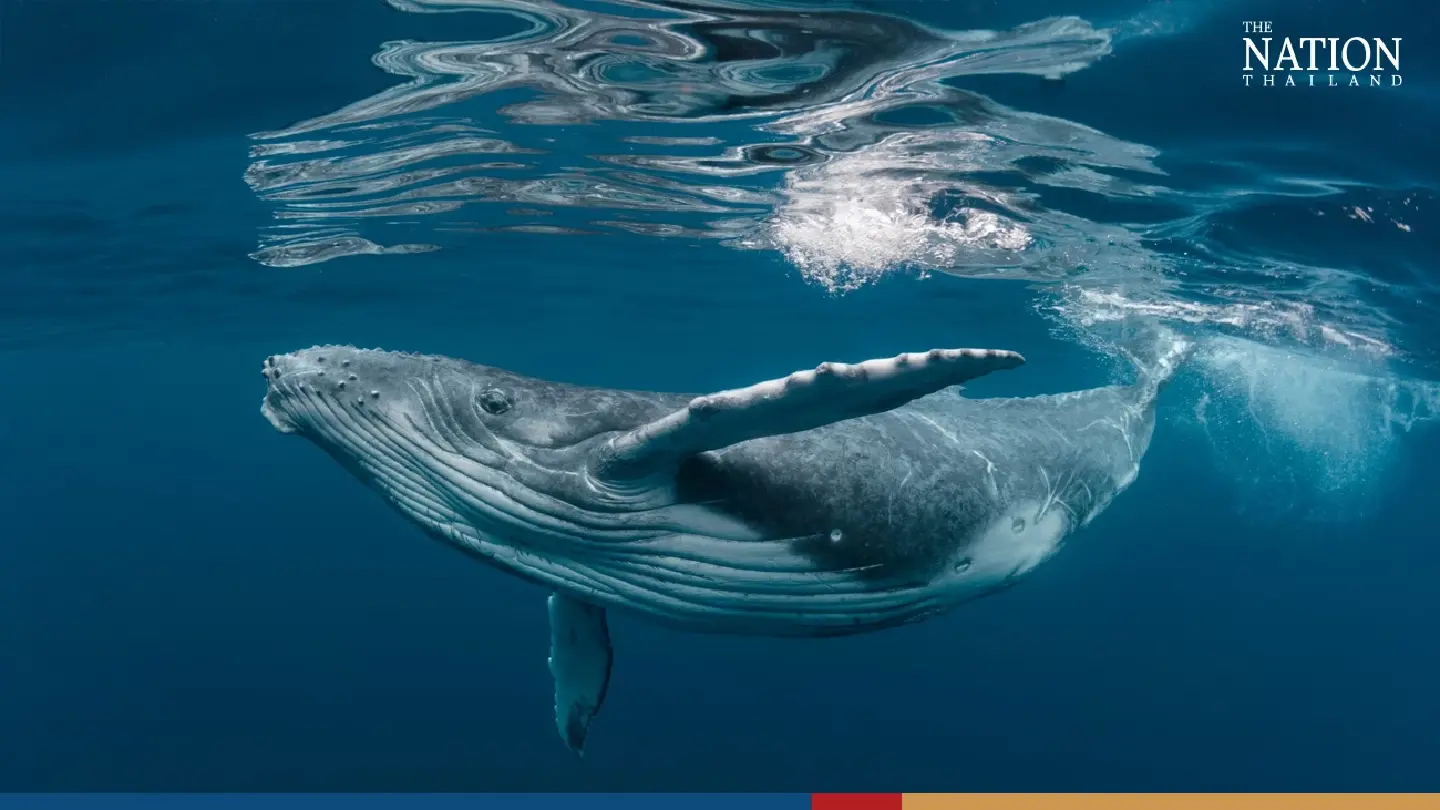 Thailand’s tourism recovery puts 4 marine species back on extinction watchlist Thailand’s tourism recovery puts 4 marine species back on extinction watchlist