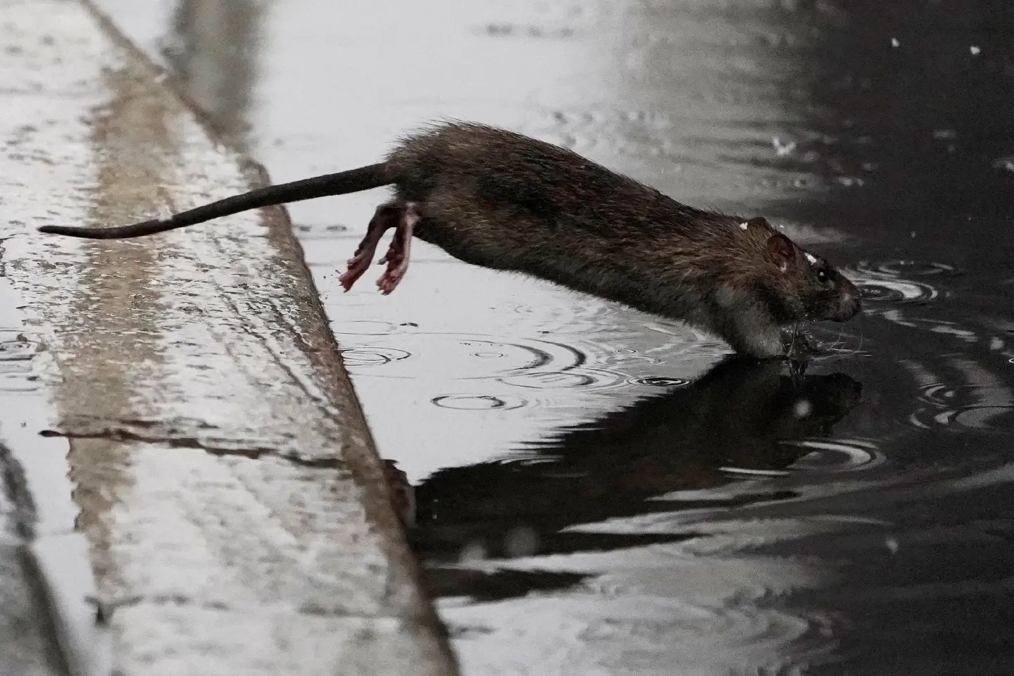 'There's a new sheriff in town' - NYC 'rat czar' to city rodents 'There's a new sheriff in town' - NYC 'rat czar' to city rodents
