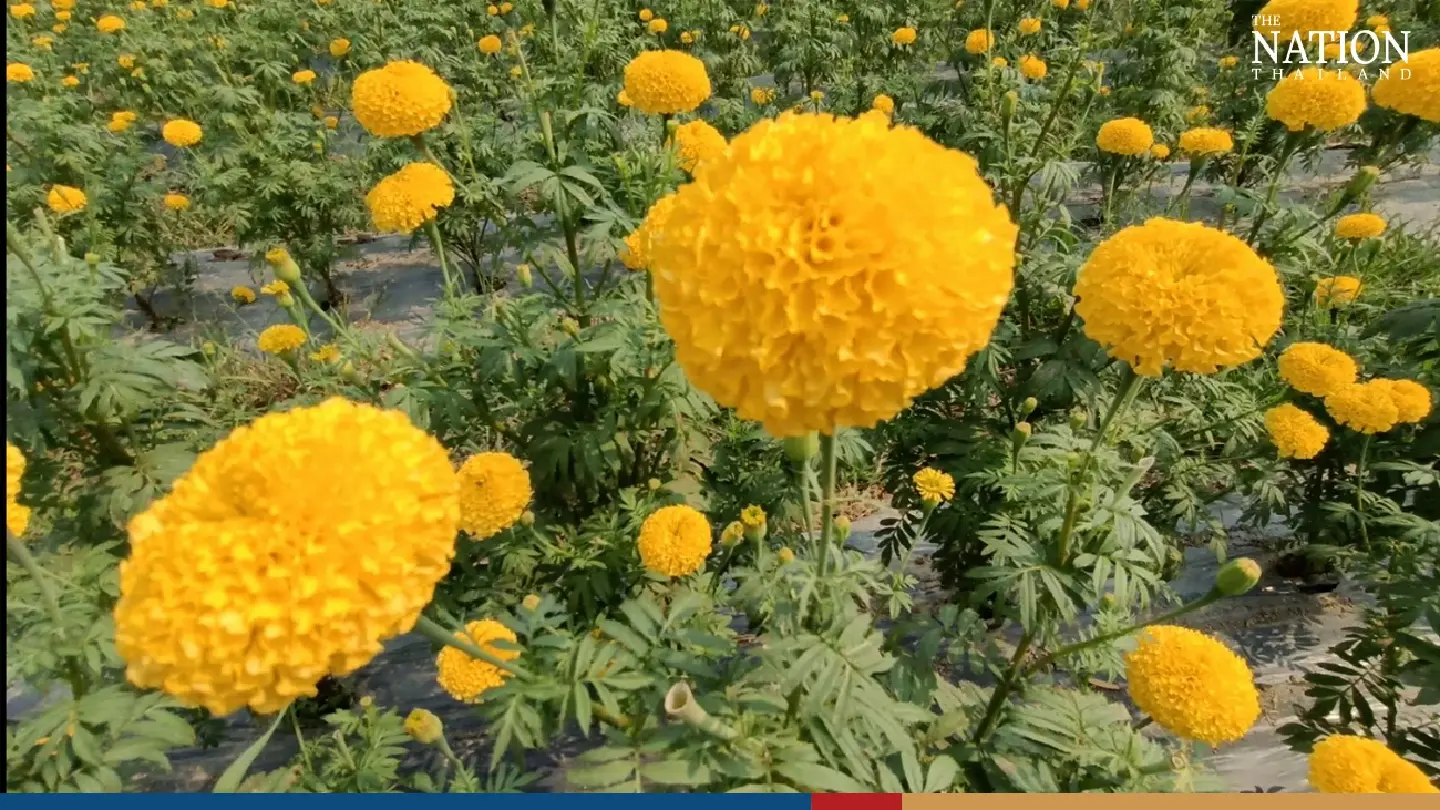 Sales and prices of marigolds soar amid high election demand