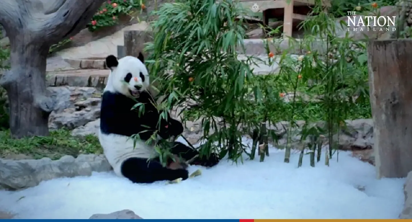 Chiang Mai Zoo bids farewell to giant panda Lin Hui, 21 Chiang Mai Zoo bids farewell to giant panda Lin Hui, 21