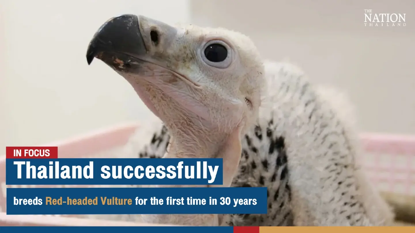 Thailand successfully breeds Red-headed Vulture for the first time in 30 years