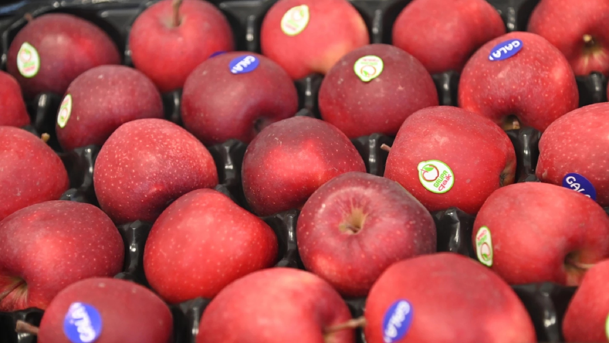 Polish Apples Tasty & High quality