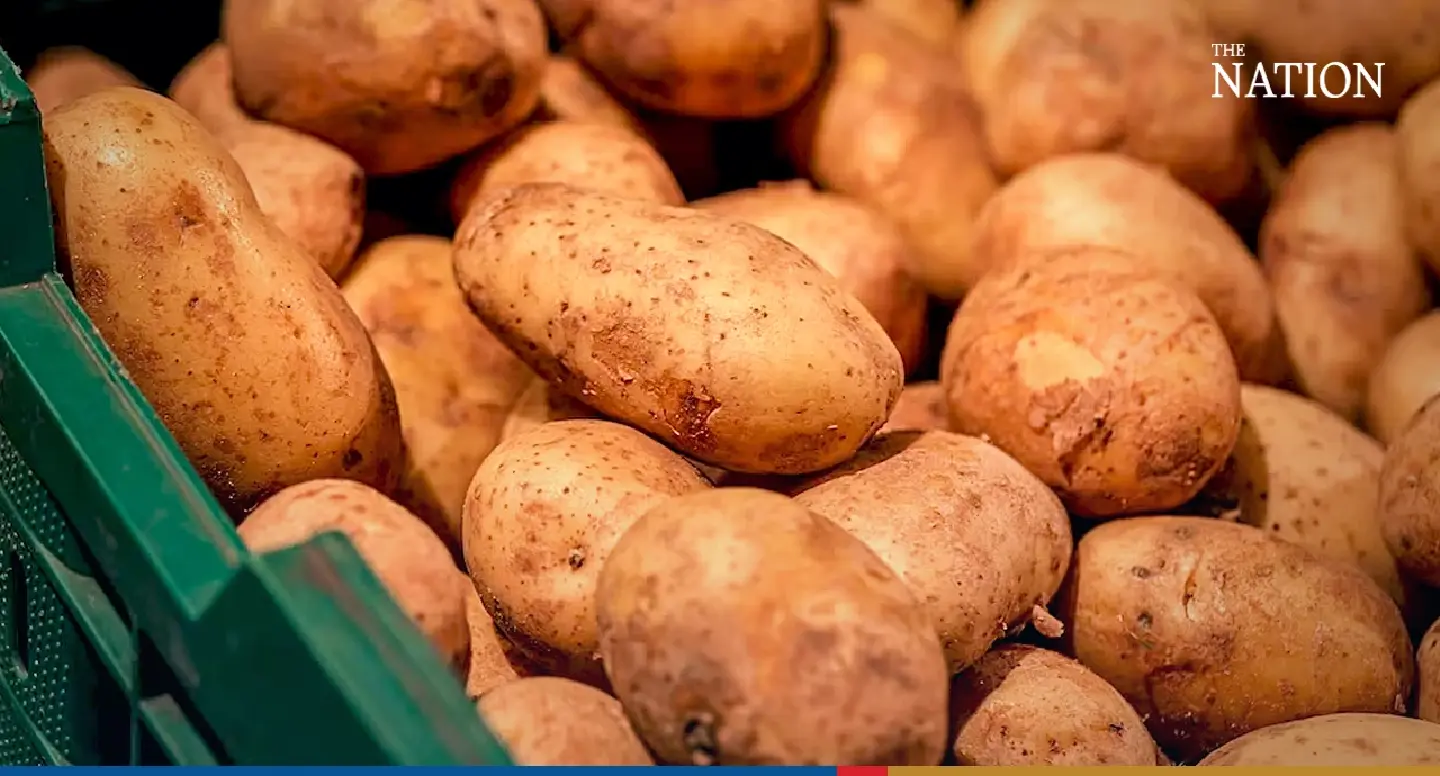Drip irrigation ups potato growers’ profits Drip irrigation ups potato growers’ profits