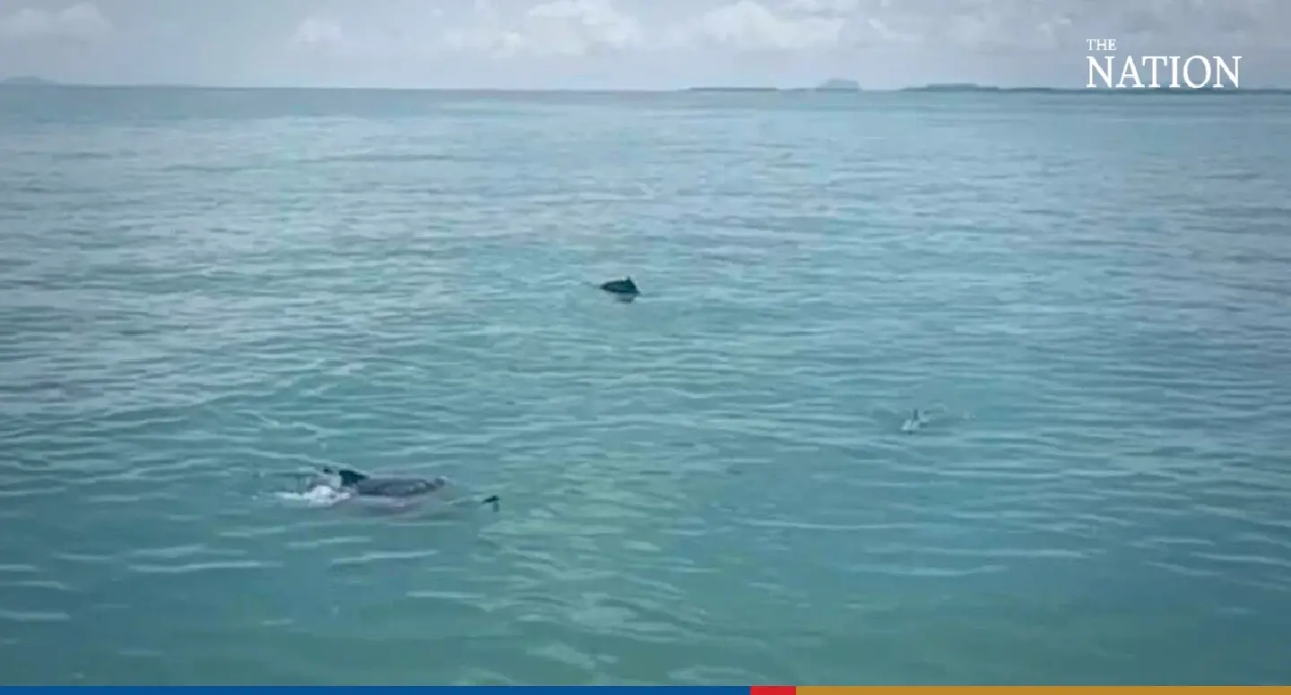 Dolphins spotted frolicking in Andaman off the coast of Satun