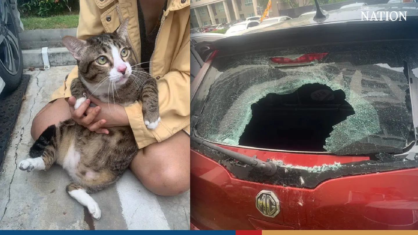 Fat and lucky – Shifu proves cats have 9 lives after surviving a 6-storey fall