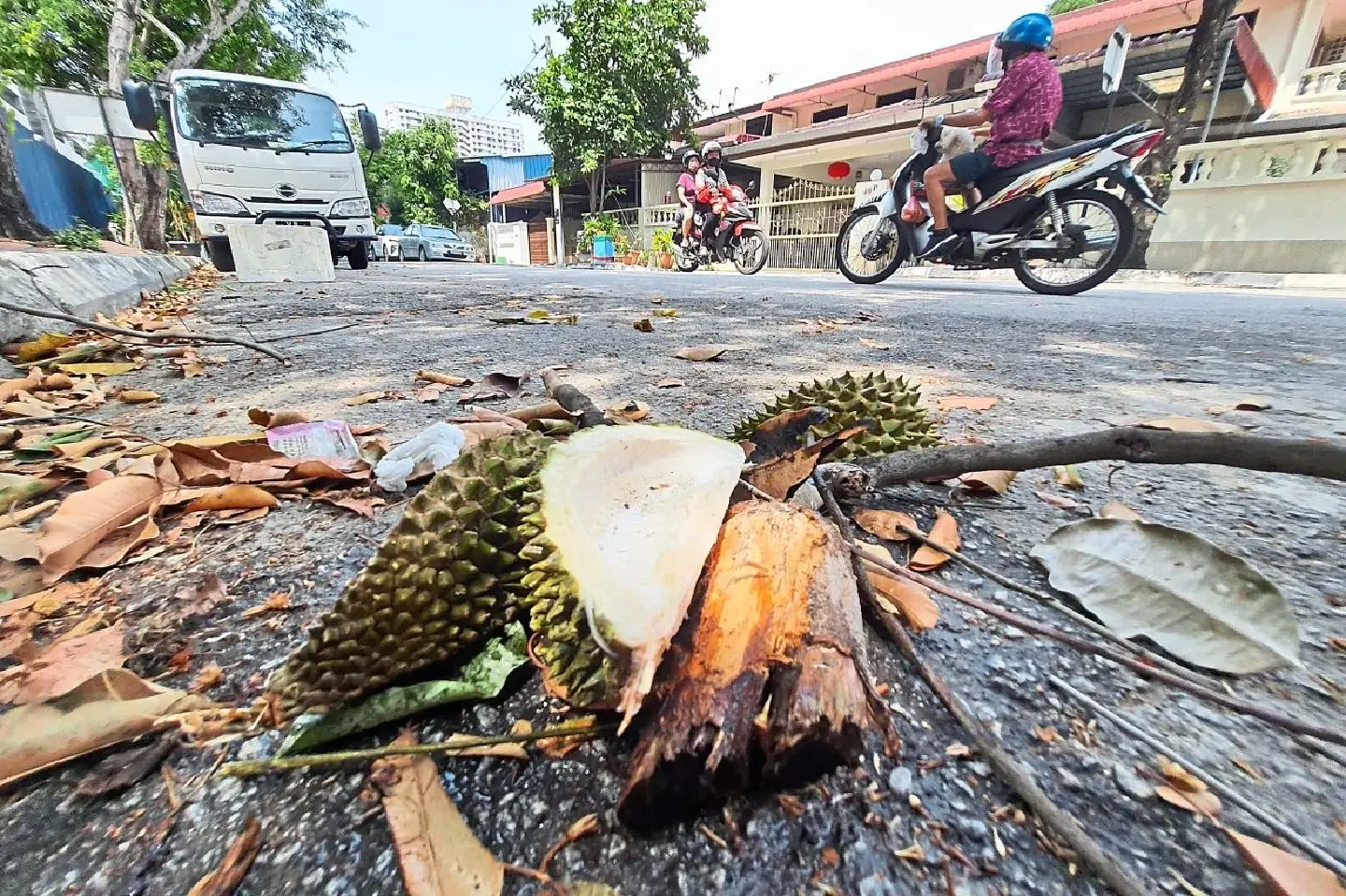The worrying connection between durian and dengue in Malaysia