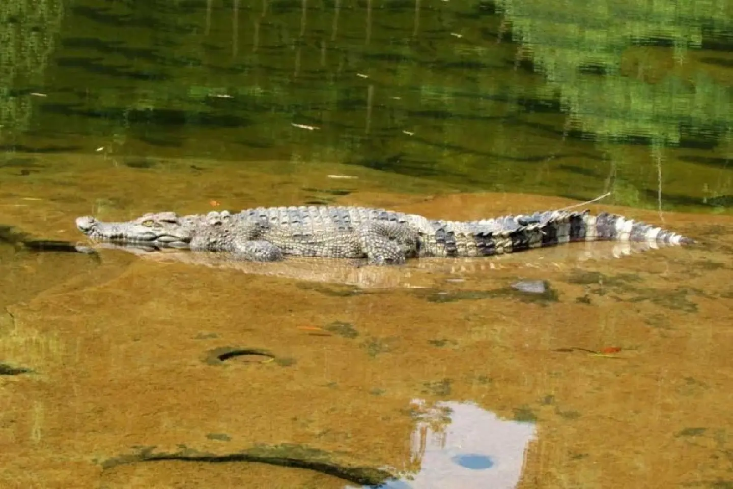 Cambodia home to ‘largest’ Siamese croc population