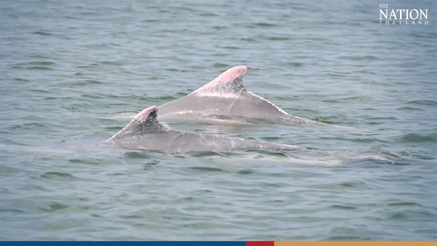 2 humpback dolphins seen frolicking off the coast of Ranong