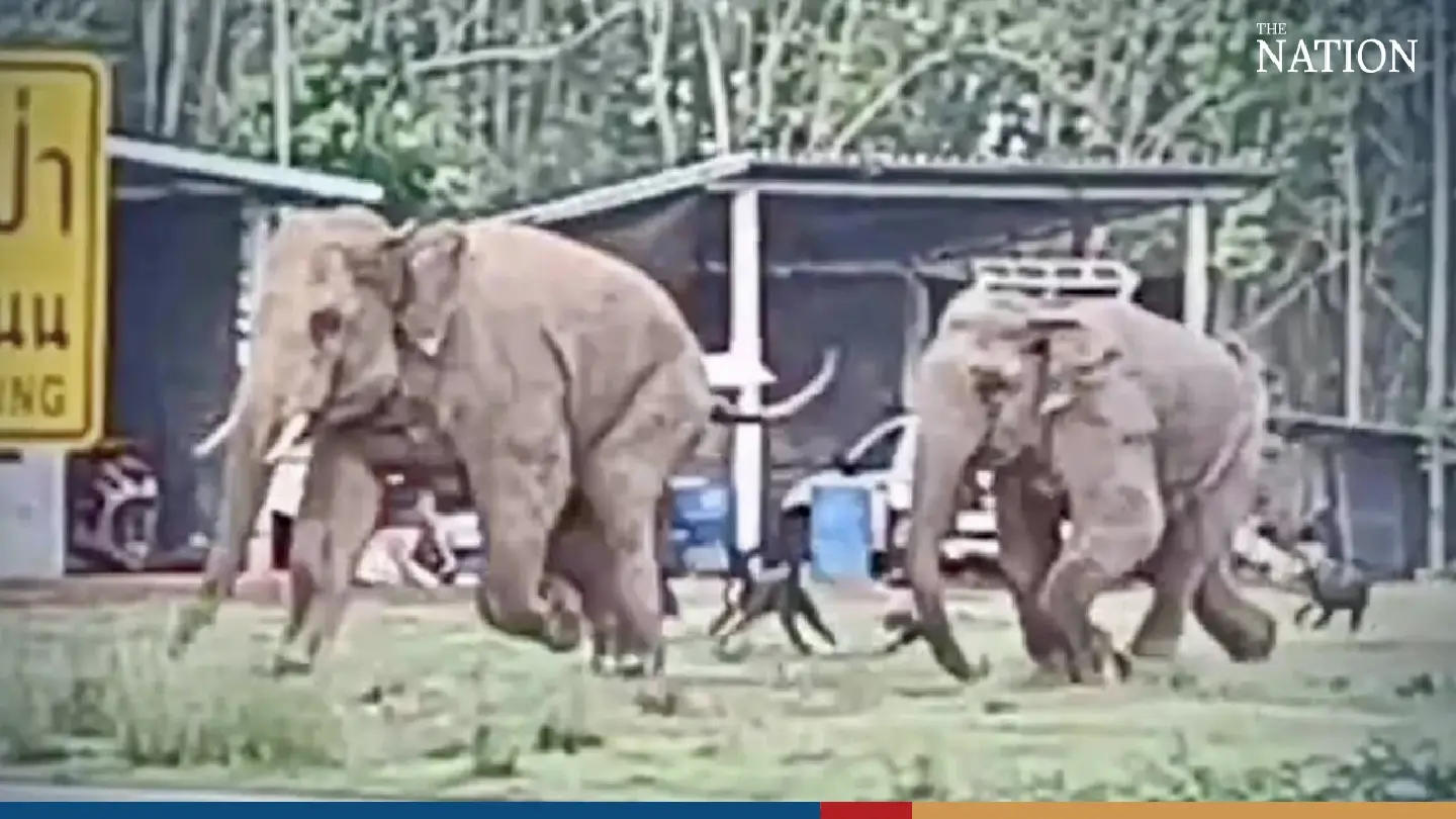 Even wild elephants no match for Chachoengsao dogs