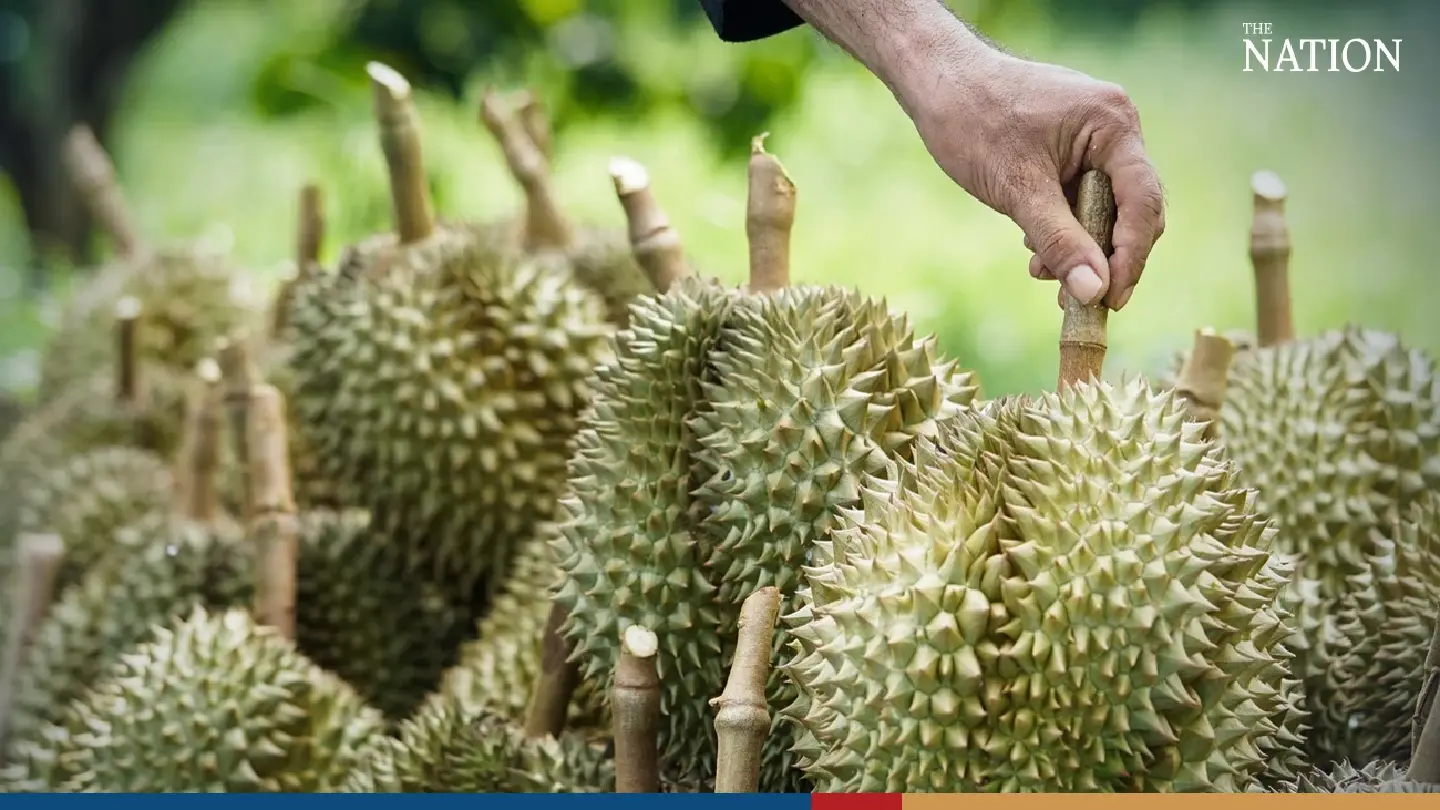 Thai durian exporters face threat from Vietnam, the Philippines in China
