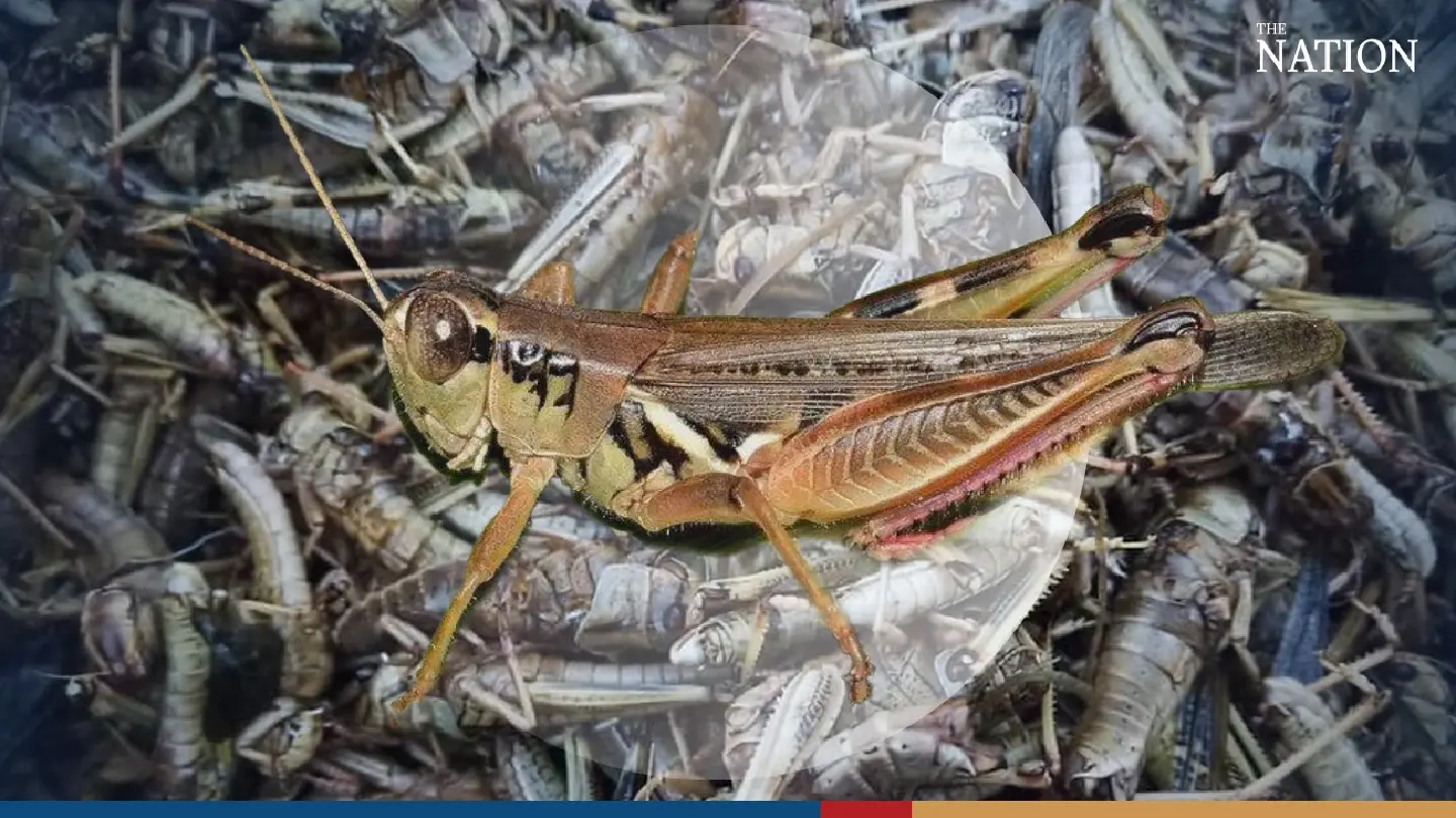 Jumping into a better life: the profitable world of grasshopper rearing